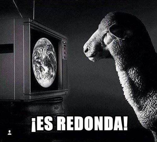 Borrego tierra redonda